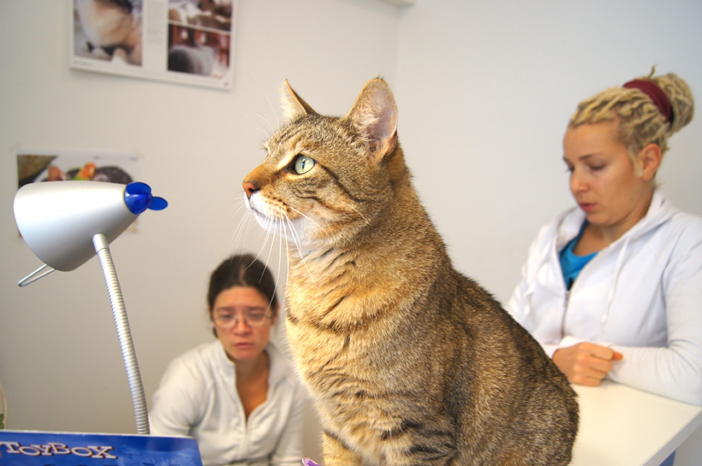 Katze auf dem Behandlungstisch mit unserem Team